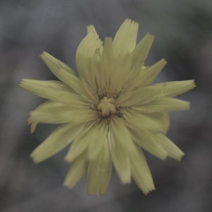 Wildflower Macro Photography Print (Digital Download)