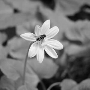 Black and White Bee on Flower Photography Print (Digital Download)