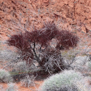 Desert Landscape Photography Print (Digital Download)