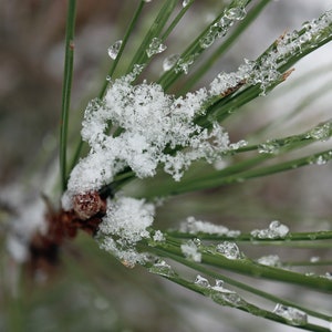 May include: Close-up of a pine tree branch covered in snow and ice. The needles are green and the snow is white and fluffy.