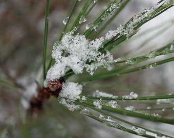 Winter Macro Photography Print: Snowy Pine Branch (Digital Download)