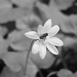 Black and White Bee on Flower Photo Print (Digital Download)