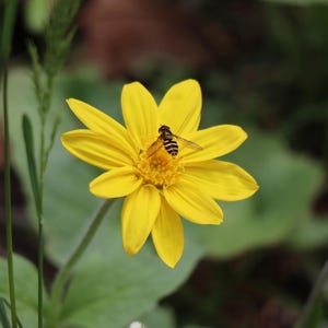 Bee on Yellow Flower Photo Art Print (Digital Download)
