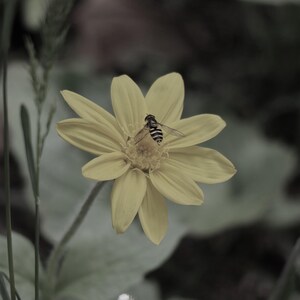 Bee on Flower Photography Print (Digital Download)