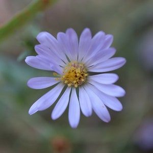 Wildflower Macro Photography Print (Digital Download)