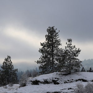Winter Fog Morning Photo: Forest Landscape (Digital Download)