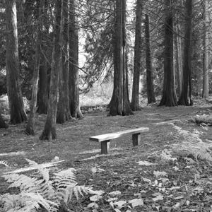 Fotografia in bianco e nero della foresta: stampa del paesaggio della panchina (download digitale)