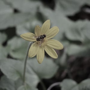 Bee on Flower Photo Art Print (Digital Download)