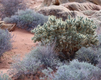 Desert Cactus Landscape Photo Print (Digital Download)