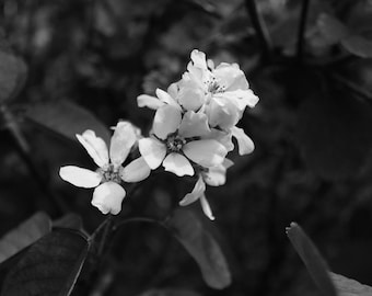 Black and White Wildflower Photo Print (Digital Download)