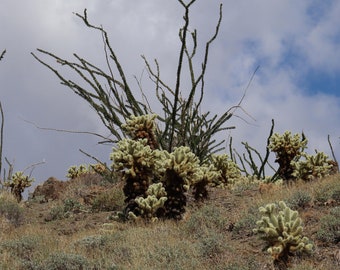 Cactus Landscape Photography Print (Digital Download)