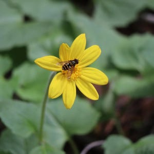 Bee on Yellow Flower Photo Art (Digital Download)