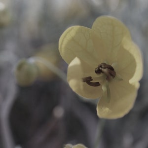 Wildflower Macro Photography Print (Digital Download)