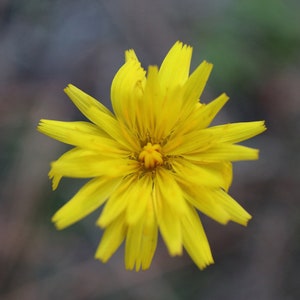 Wildflower Macro Photography Print (Digital Download)