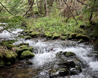 Forest Stream Landscape Photo Print (Digital Download)