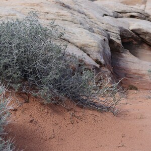 Desert Rock Landscape Photo Print (Digital Download)