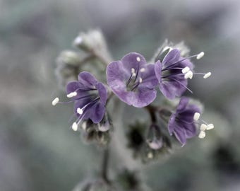 Macro Flower Photography Print (Digital Download)