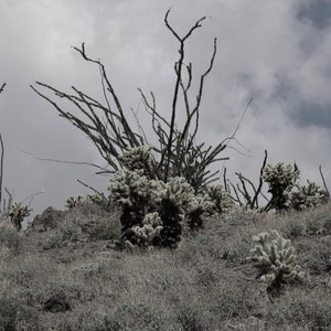 Desert Cactus Landscape Photo Print (Digital Download)