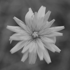 Wildflower Macro Photography Print (Digital Download)