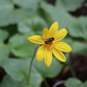 Bee on Yellow Flower Photo Art (Digital Download)