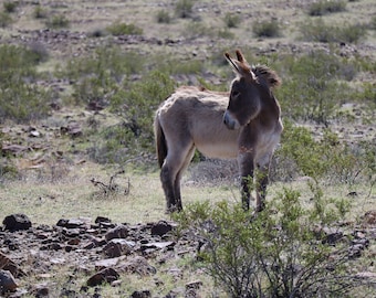 Wildlife Donkey Photo: Desert Animal Photography (Digital Download)