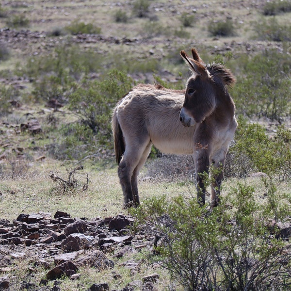 digital download, digital print, digital photo, wildlife photography, donkey print, donkey photo, digital photography, animal photography