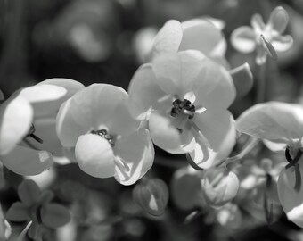 白黒花写真プリント：マクロ花写真（デジタルダウンロード）