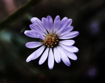 Impresión de macrofotografía de flores silvestres (descarga digital)