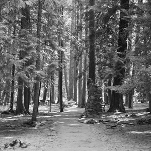 Stampa fotografica della foresta in bianco e nero (download digitale)
