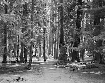 Schwarz und weiß Wald Fotografie Druck (digitaler Download)