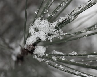 Winter Macro Photography Print: Snowy Pine Branch (Digital Download)