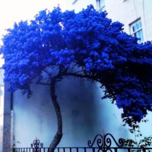 Può includere: Un albero blu vibrante con un tronco unico e contorto, che cresce contro un muro bianco. L'albero è in piena fioritura, creando un contrasto sorprendente sullo sfondo.