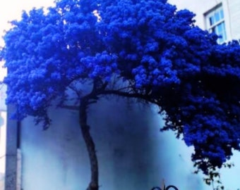 Blue Japanese Maple Tree 10 Seeds Are Hulled For Faster Growth Garden, Planting, Herliom, summer, plant, flower