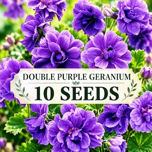 10 semillas de geranio morado doble, semillas de flores perennes, flores moradas de fácil cultivo, semillas de flores de jardín, para plantar en macetas y bordes.