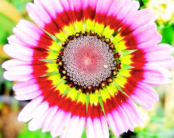 400 Seeds Painted Daisy Tricolor Spring Mix Seeds Gigantic Flowers Butterflies Bees Garden, Planting, Herliom, summer, plant, flower