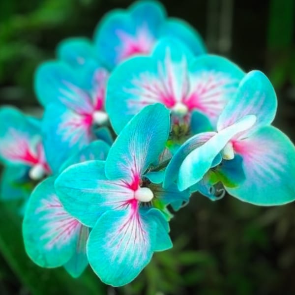 Teal Blue Orchids Beautiful 50 Seeds & Easy to Grow Garden, Planting, Herliom, summer, plant, flower