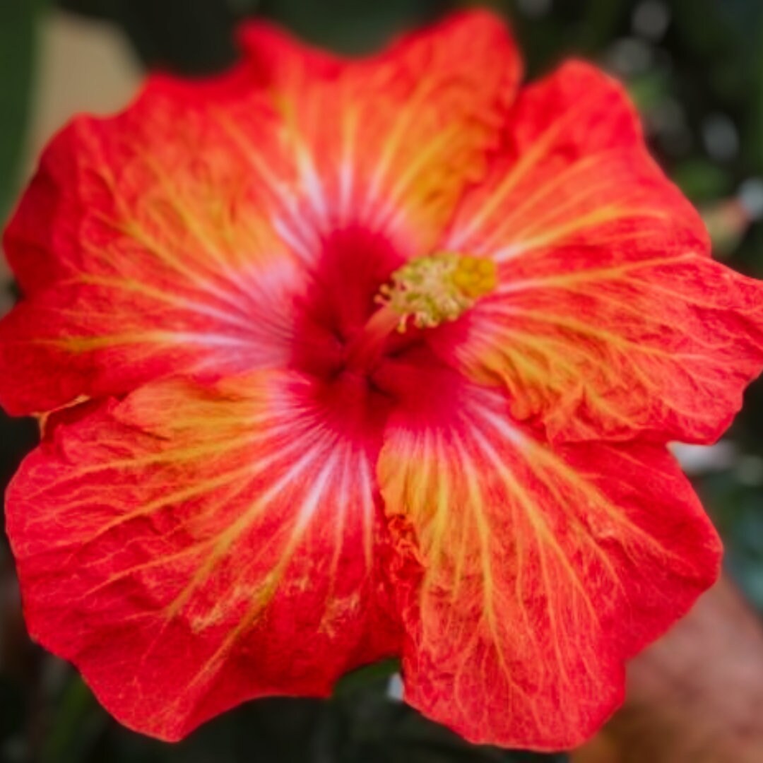 ピンクオレンジレッドハイビスカス20粒の種、花、庭、植え付け
