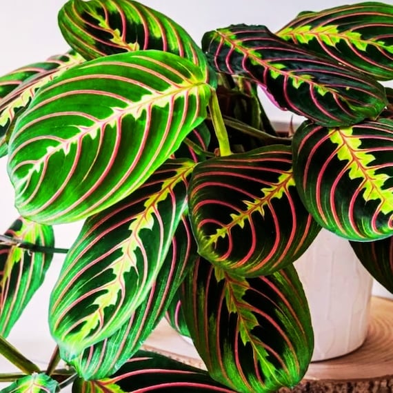 Buy Prayer Calathea Seeds: Easy Grow Heirloom Garden Seeds Online in India  - Etsy