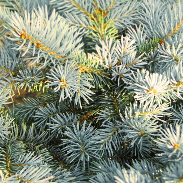 Colorado Blue Spruce Picea pungens glauca 50 seeds Easy to Grow Garden, Planting, Herliom, summer, plant, flower