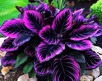 25 Seeds Purple Tip Calathea Couture Flower Indoor or Outdoor Beautiful Plant Easy to Grow Garden, Planting, Herliom, summer, plant, flower
