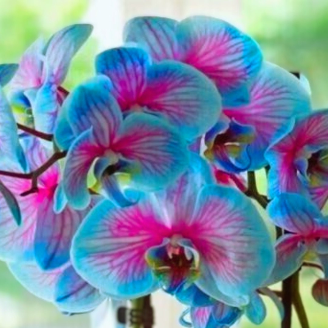 Teal Blue Orchids Beautiful 50 Seeds & Easy to Grow Garden, Planting, Herliom, summer, plant, flower