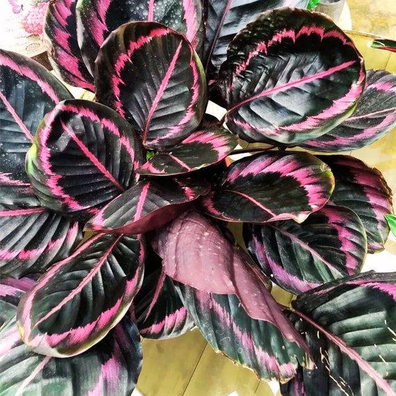 25 Edgy Pink Calathea Couture Flower Seeds: Indoor/Outdoor Planting