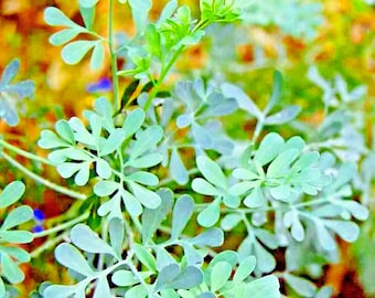 Rue Seeds: 300+ Insect Repellent Heirloom Herb Seeds