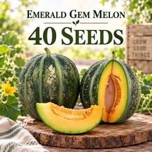 May include: Emerald Gem Melon 40 Seeds. Two round, dark green melons with textured rinds, one whole and one sliced open to reveal bright orange flesh and seeds. A single slice sits in front. The text reads Emerald Gem Melon 40 Seeds.