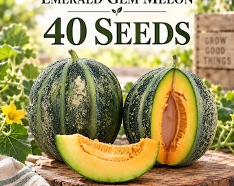 Emerald Gem Melon Seeds, Rare Heirloom Muskmelon, Sweet Orange Flesh, 40 Seeds