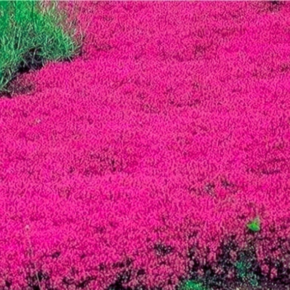Graines De Thym Serpolet Rouge – 200 Graines – Faciles à Planter En Pot, Jardin Ou Balcon – Parfumées Et Rustiques - 12