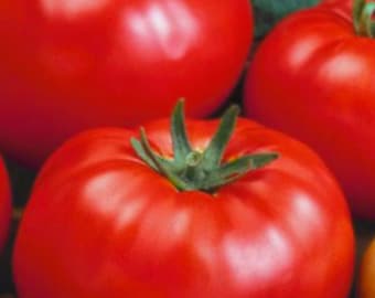 May include: Close-up of four ripe red tomatoes. The tomatoes are smooth and glossy, with a deep red color. They are arranged in a cluster, with one tomato in the center and three surrounding it.