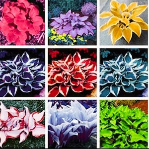 May include: A collection of nine different hosta plants with various leaf colors and patterns, including green, red, white, and purple.