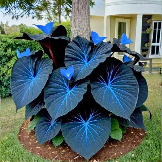 100 Variegated Caladium Seeds | Blue & Black Foliage | Evergreen Ornamental  Shade Plant | Hosta-like | Non-gmo - Etsy