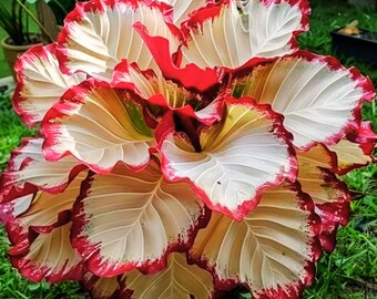 calathea roseopicta medaillon Calathea roseopicta 'Medallion' main image 0